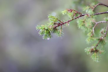 Close-up of juniper tree. Medicinal evergreen plant.
