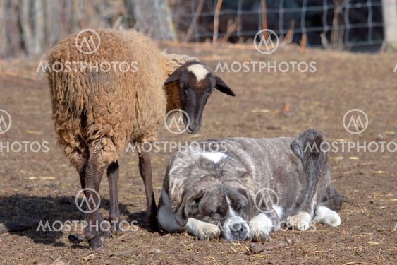 Flock of sheep, The Omañas, Leon, Spain