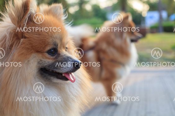 face of pomeranian dogs in home garden