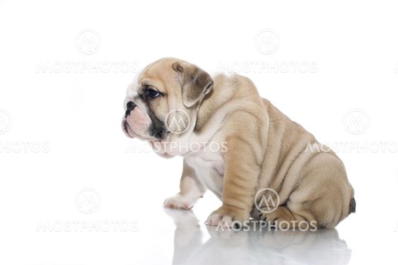 English bulldog puppy isolated