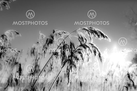 Reed