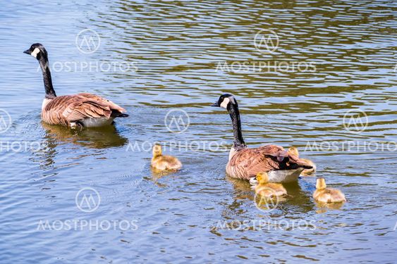 Canada Goose (Branta canadensis) family swimming on a...