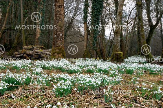 Snowdrops in Spring