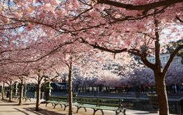 Cherry blossom trees in Kungstradgarden, Stockholm, Sweden