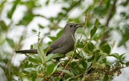A Gray Catbird bird perched on a tree branch in summer...