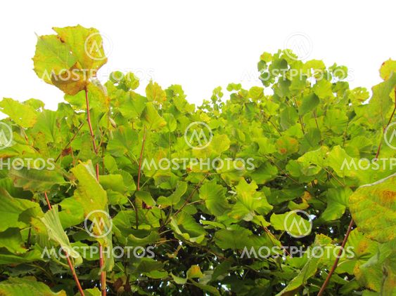 Close-up view leaves