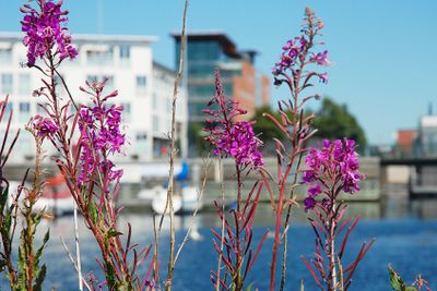 Rallarrosor i Västra hamnen, Malmö