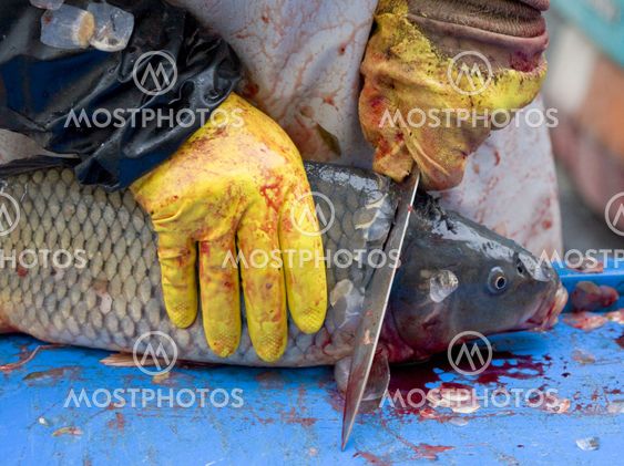 sale of Christmas carps (Czech Christmas tradition), Czech Repub