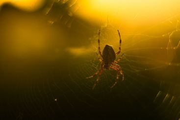 European garden spider Araneus diadematus in a web.