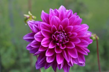Dahlia