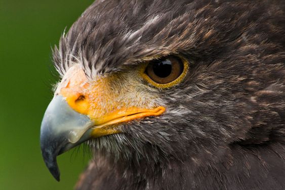 Harris hawk