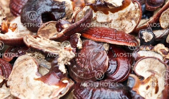 Fresh healthy brown mushrooms closeup