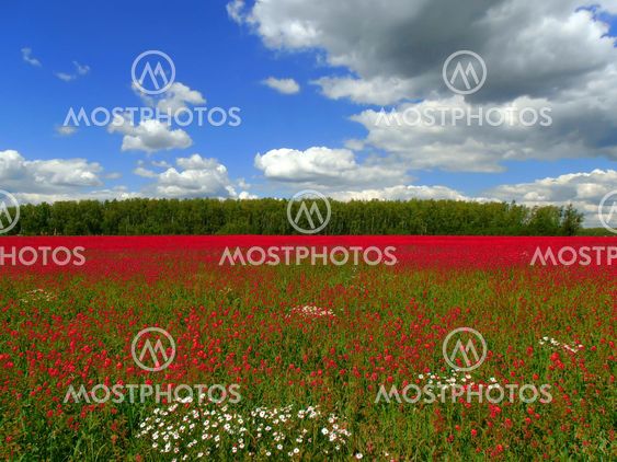 Red meadow.