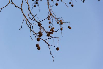 plant, bloom, blossom, environment, ambience, ambient,...