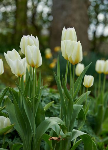 Flowers, outdoor and plants with white tulips in nature...