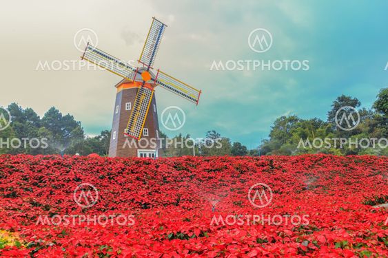 Red Poinsettia and Wind turbine