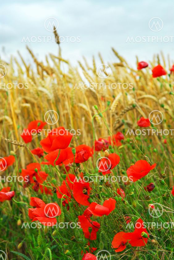 Grain and poppy field