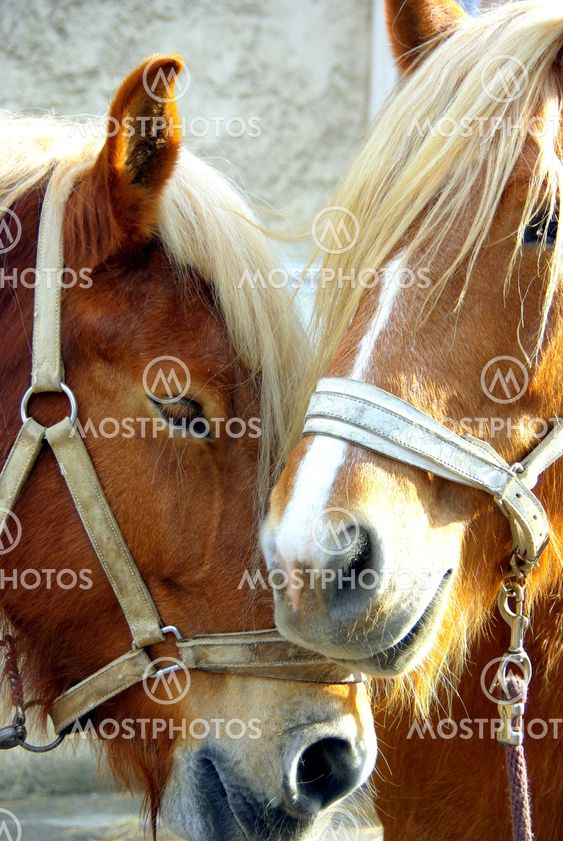 A love of horse