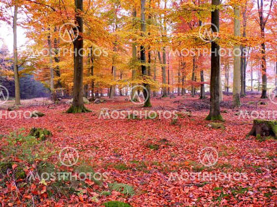 Open beech forest
