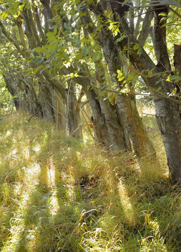 Outdoor, forest and trees with nature, landscape and...