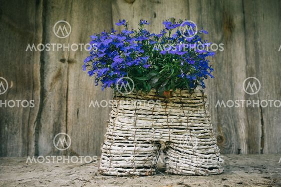 Lobelia flowers in handicraft pot