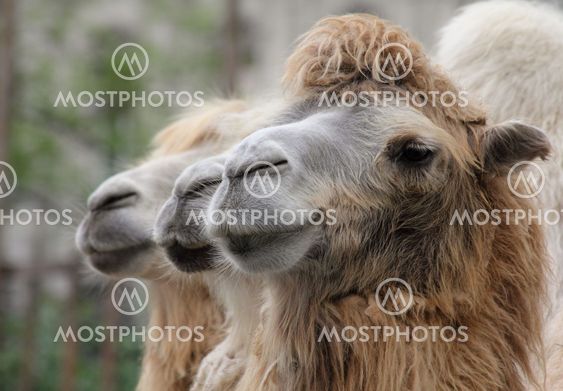camels