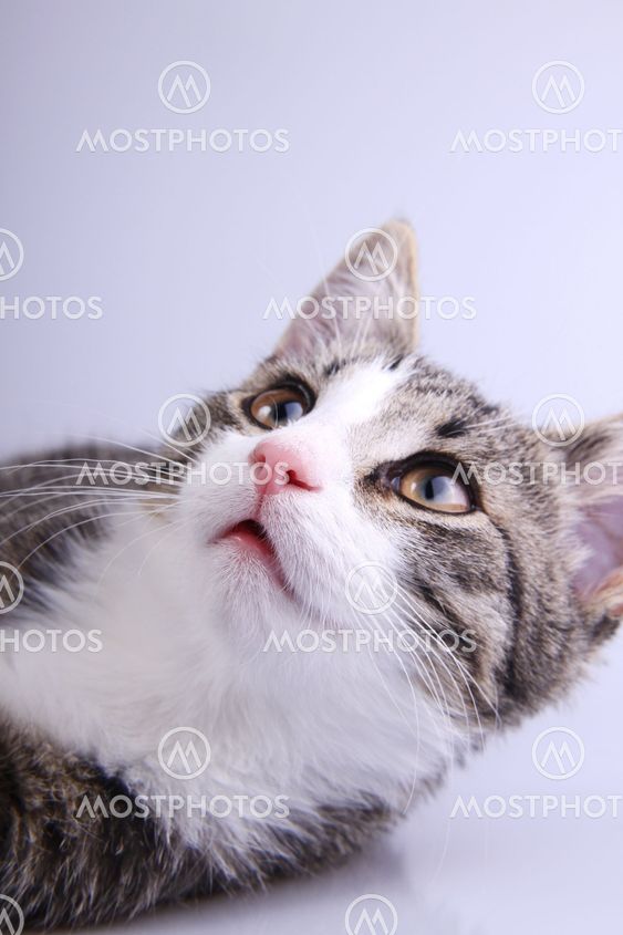 Marked eye cat