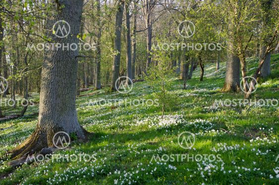 Springtime meadow