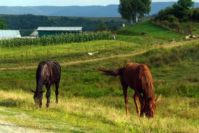 Rural life: horses grazing