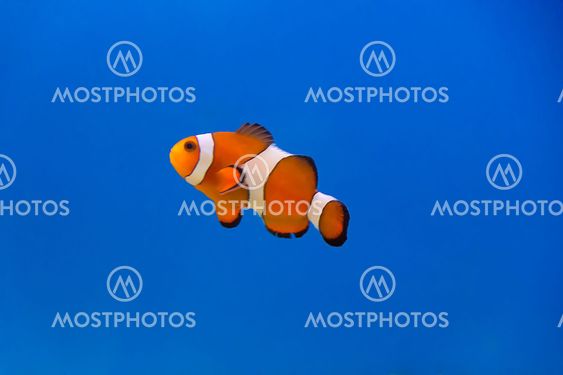 Clown fish