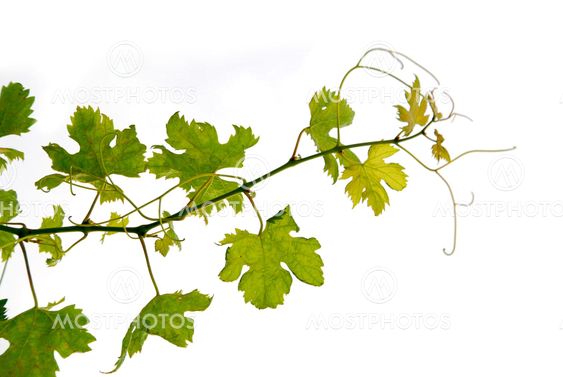 Grape vine