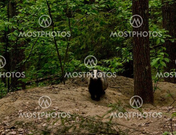 Badger at burrow