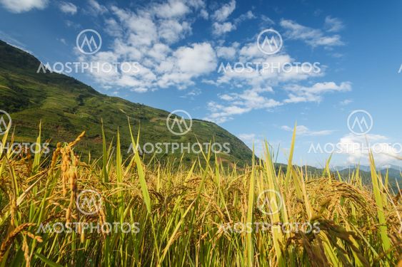 Rice terraces in the mountains