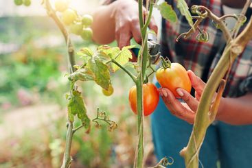 Hands, tools and harvest tomato at farm, results and...