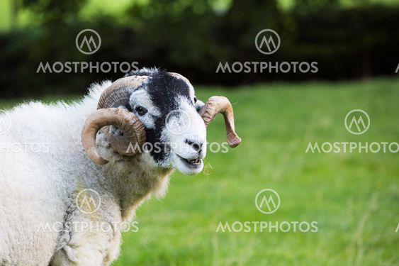 Herdwick ram with curled horns