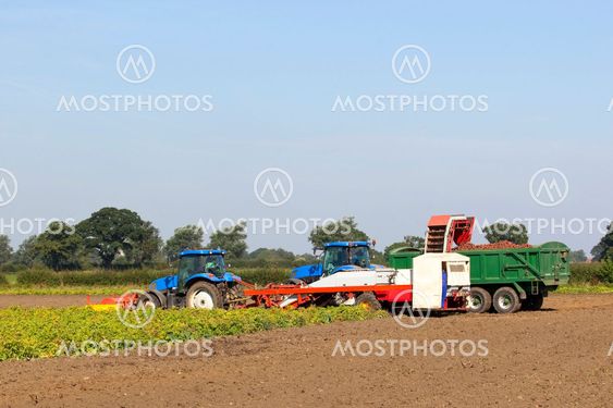 harvesting potatoes