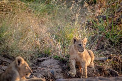 Lion cub sitting in a dry riverbed.