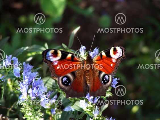 butterfly