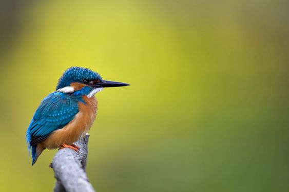 Kingfisher-01