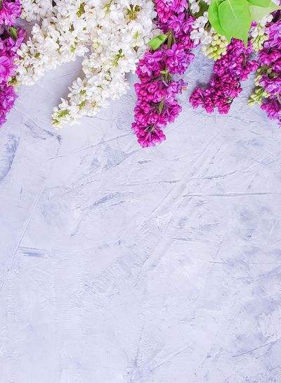 lilac flower on concrete background frame