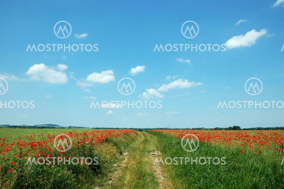 Dirt road between meadows