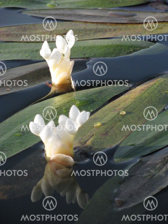 waterflower