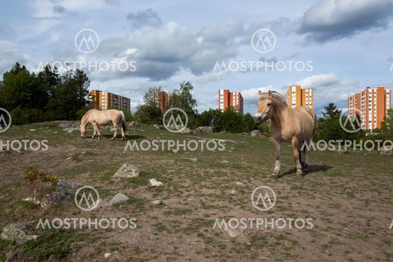 Betande hästar på Akalla stadspark, Kista, Sverige.