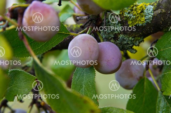 Zibarte (Prunus) - Prune