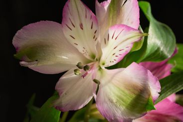 Growth, spring and still life with flowers on black...