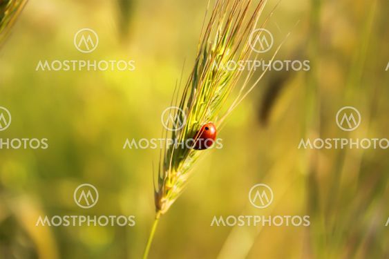 Ear of wheat