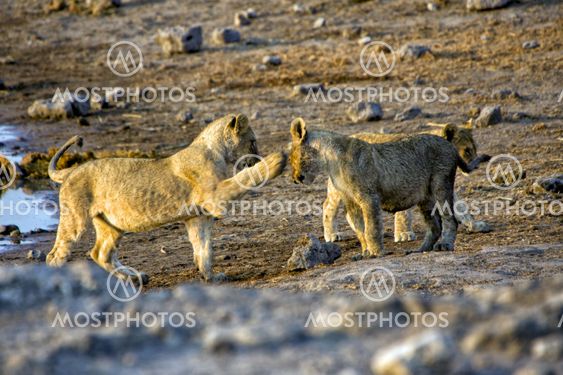two lions cub playing in etosha national park