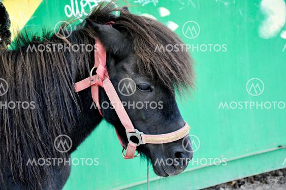 Year 2014 year of the horse