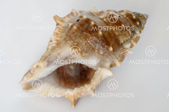 seashell on a light background, macro photo