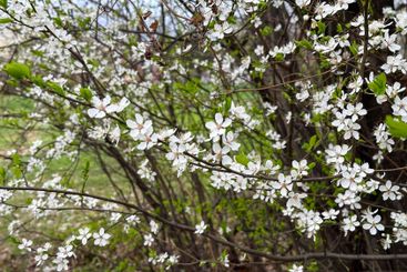 Delicate white blossoms on a tree branch in a spring...